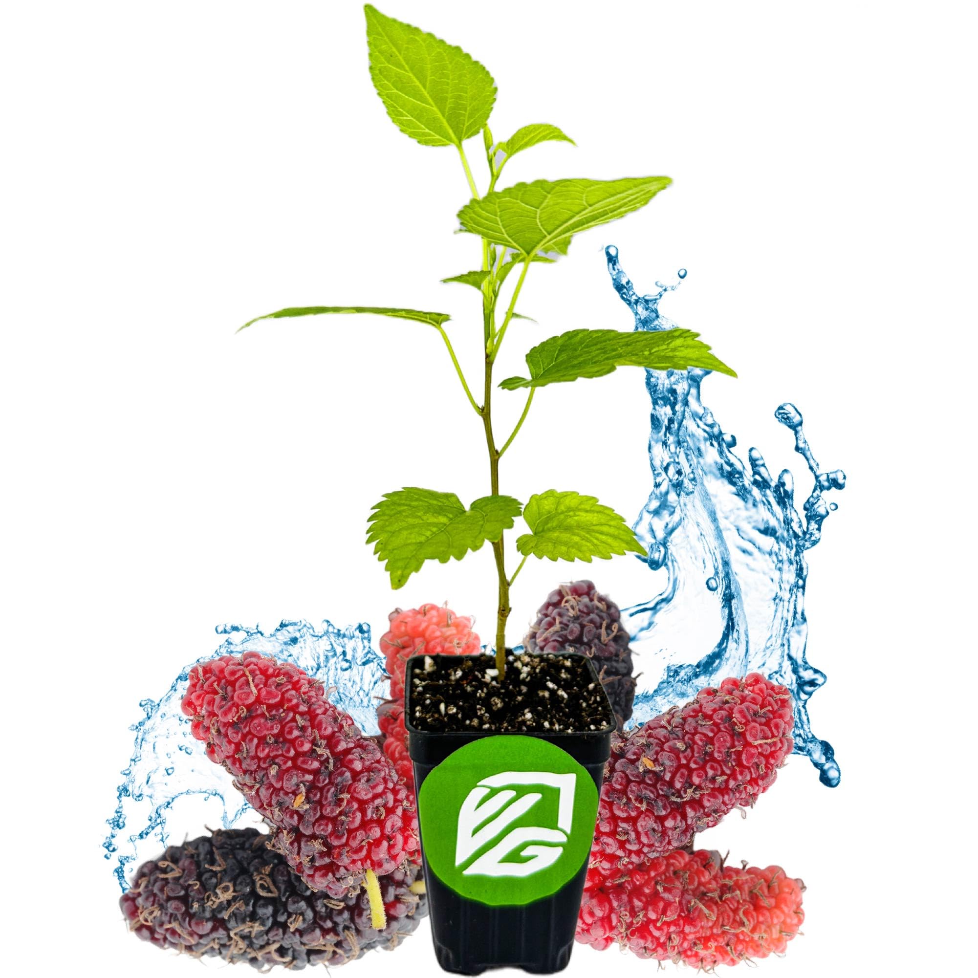 Amazon.com : Dwarf Everbearing Black Mulberry Tree Live Plant